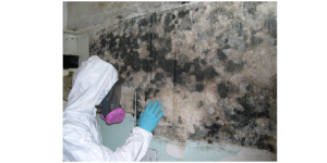 Mold Removal Mississauga